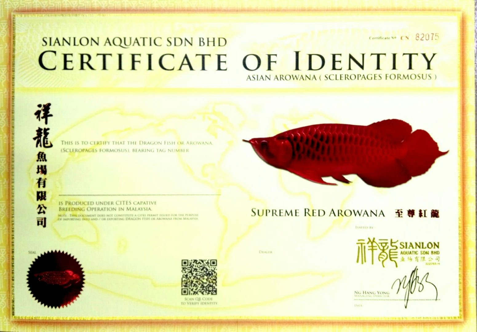 Penampang SUPREME RED AROWANA